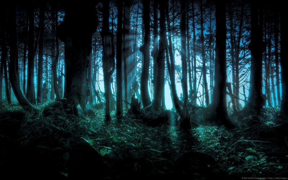 Forest