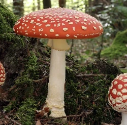 agaric