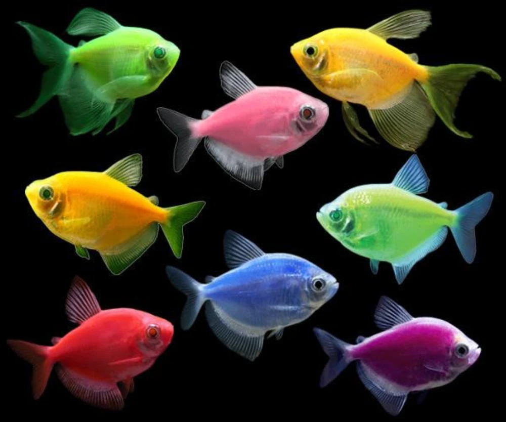 Goldfish