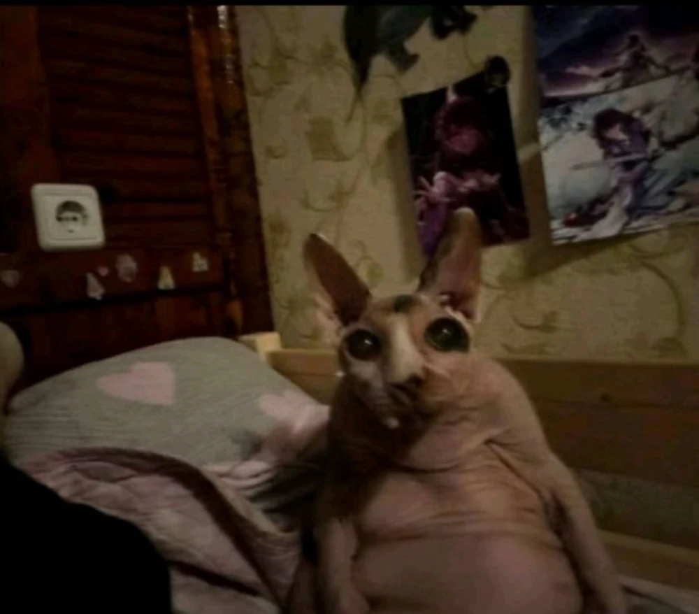 My Cat