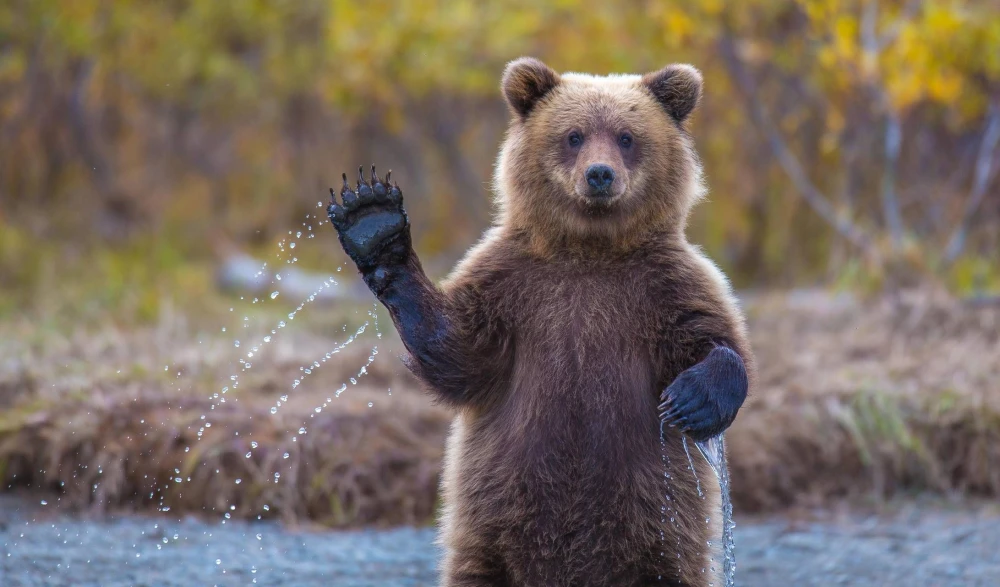 Bear