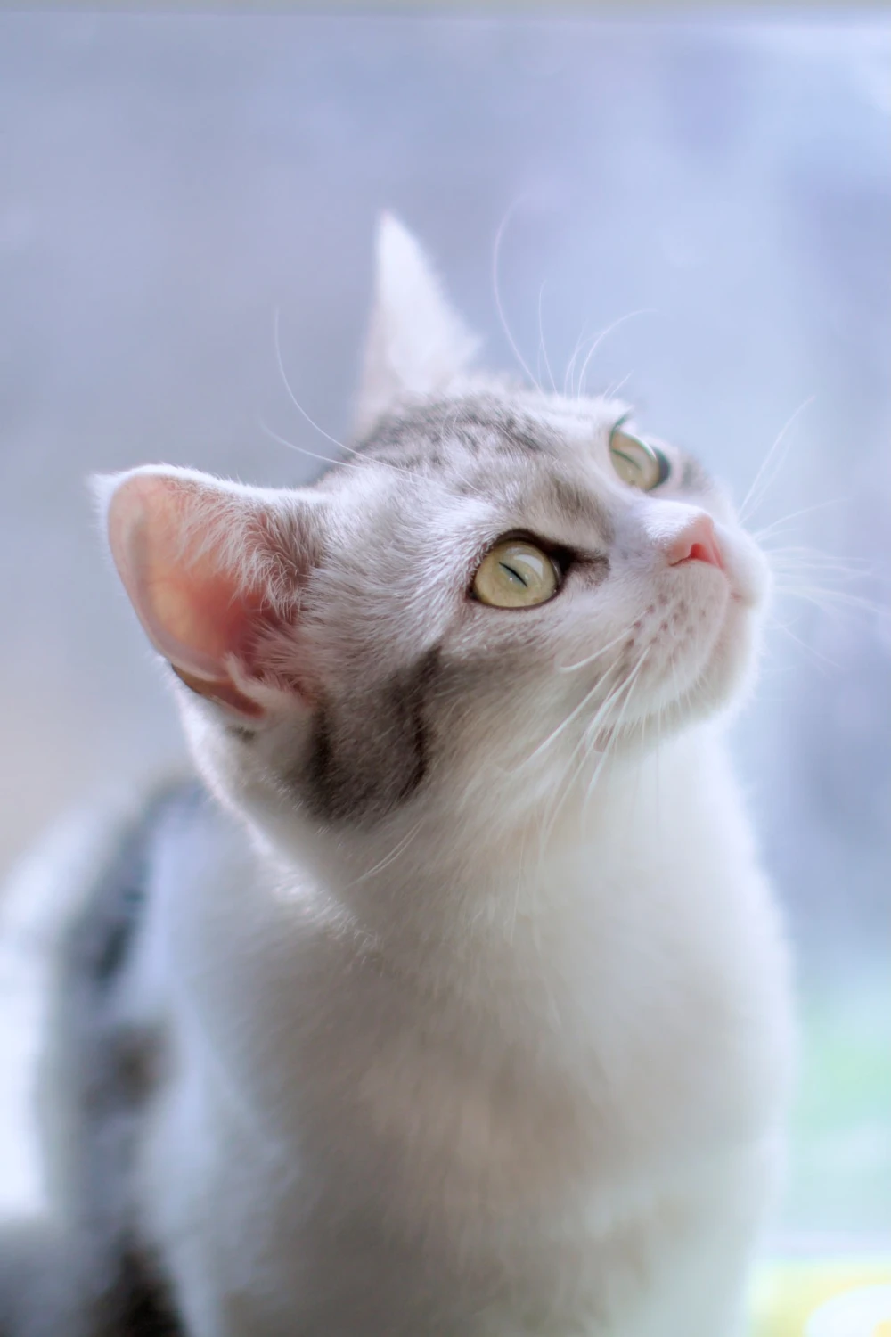 mirrgatos