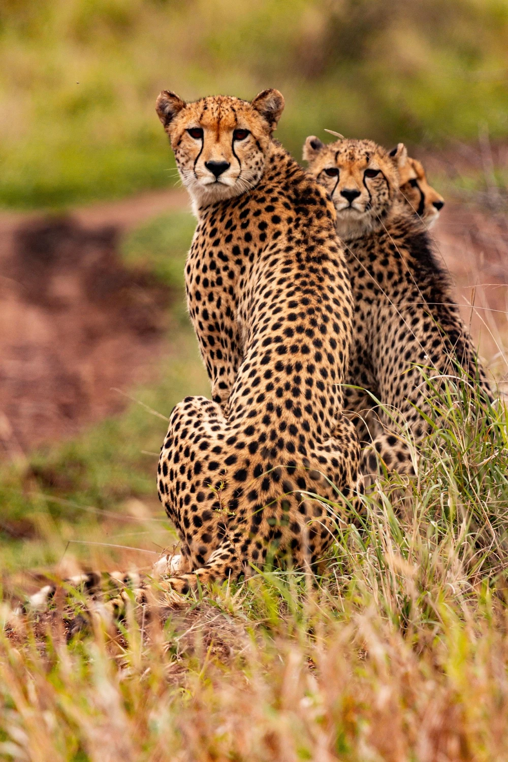 leopardito