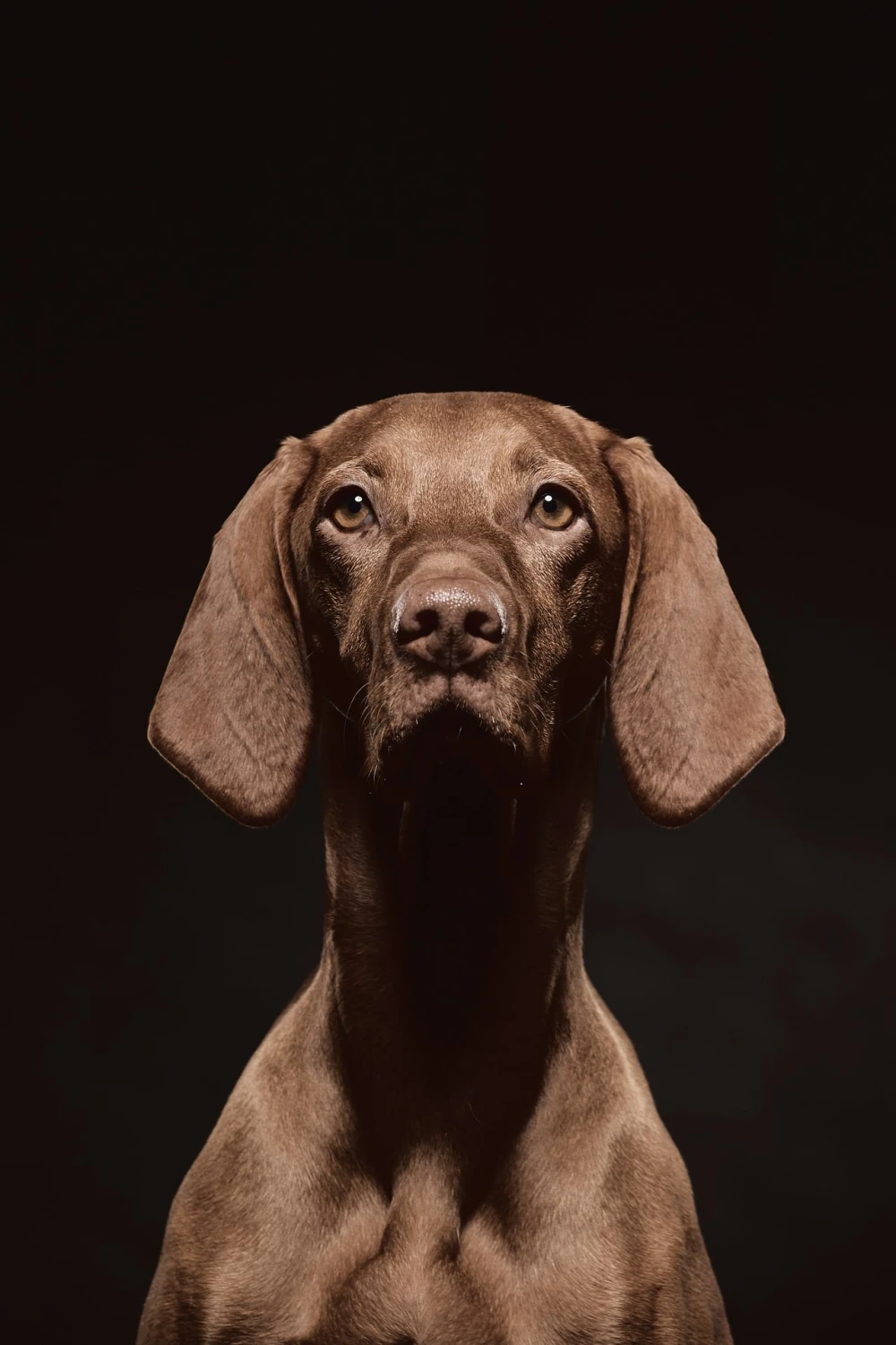 caninoperri