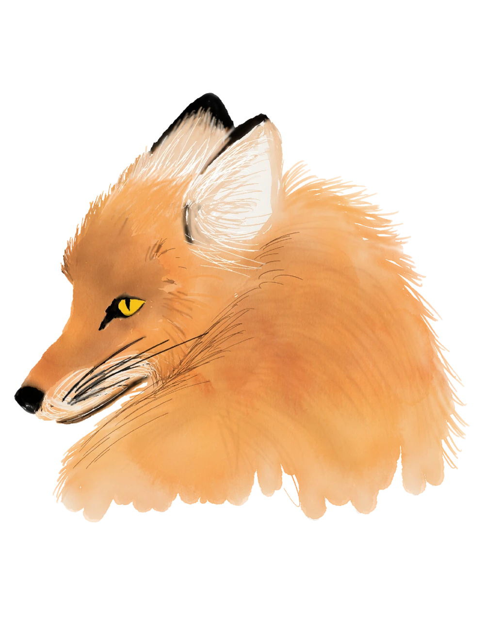 mirazorros