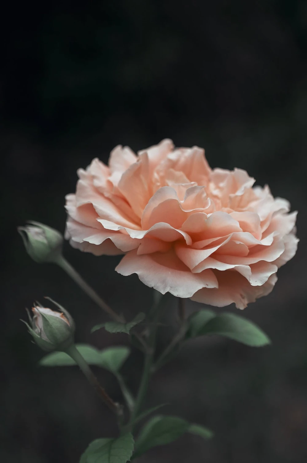 rosalicas