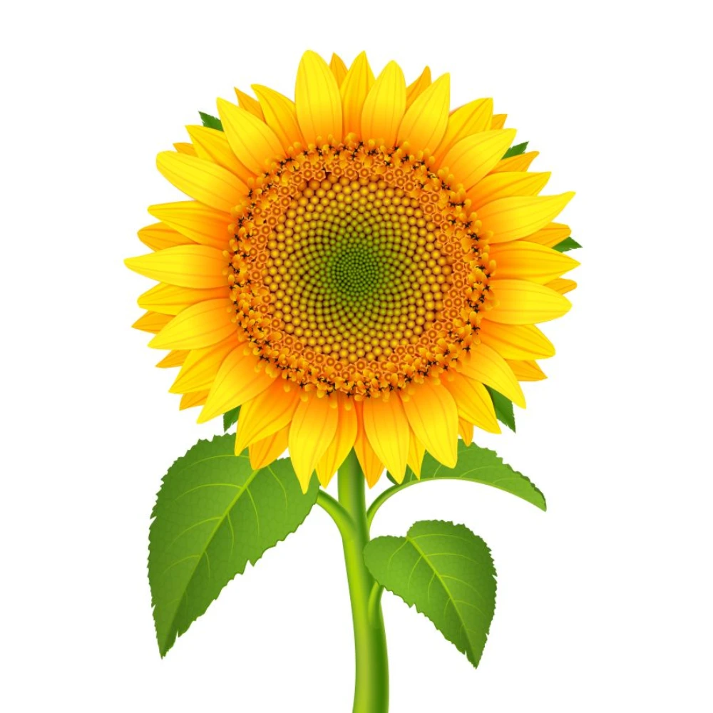 Sunflower Neura