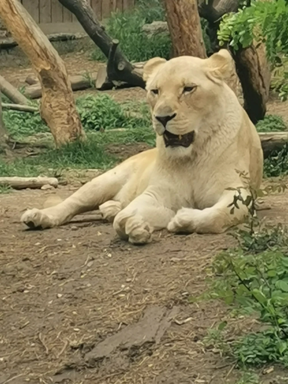 lev