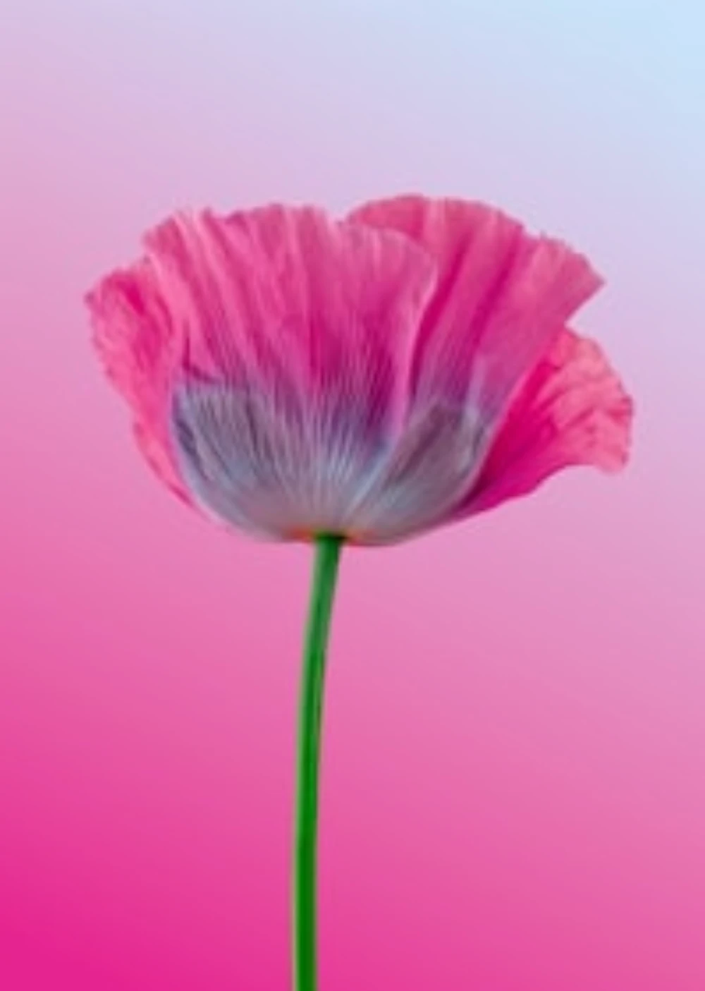 Leg