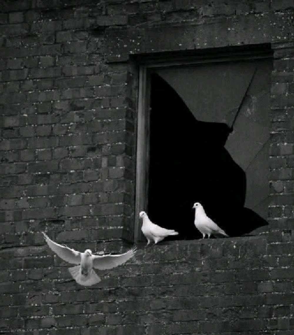 Birds
