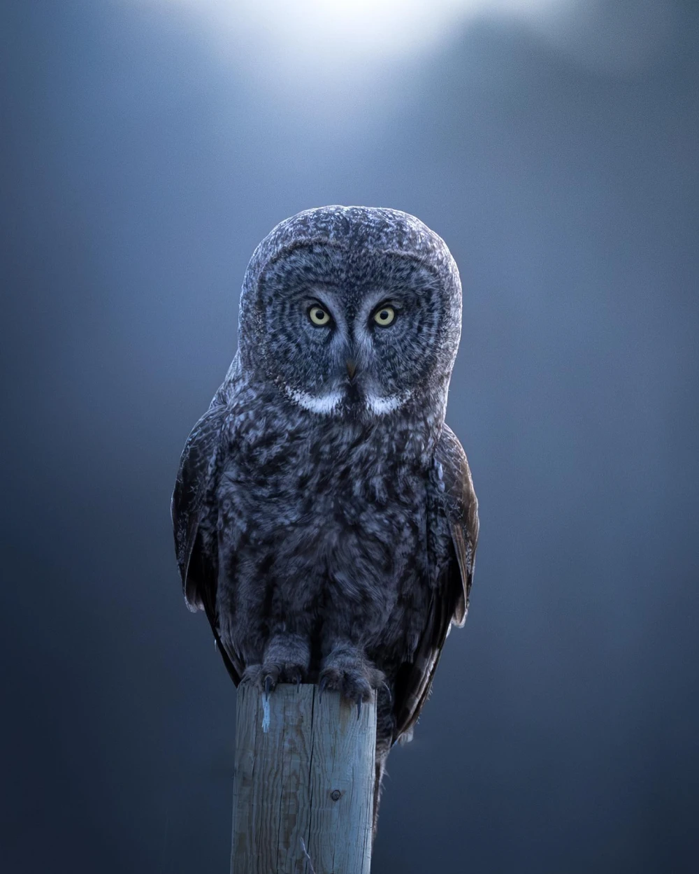 The Phantom at blue hour