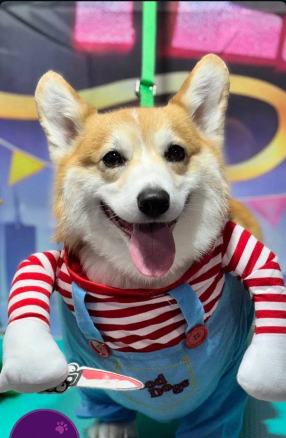 Chucky Dog
