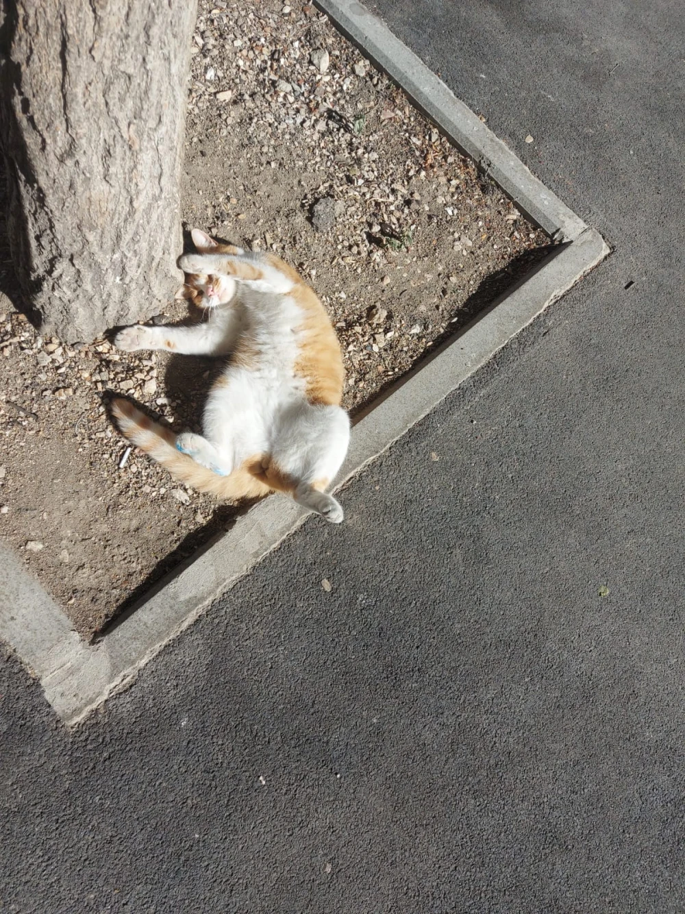cat