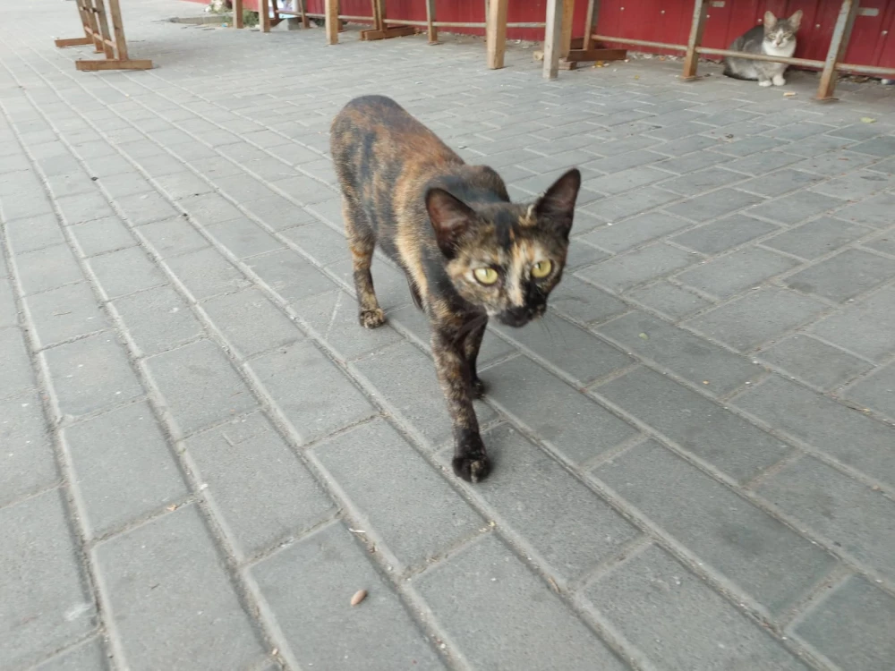 cat