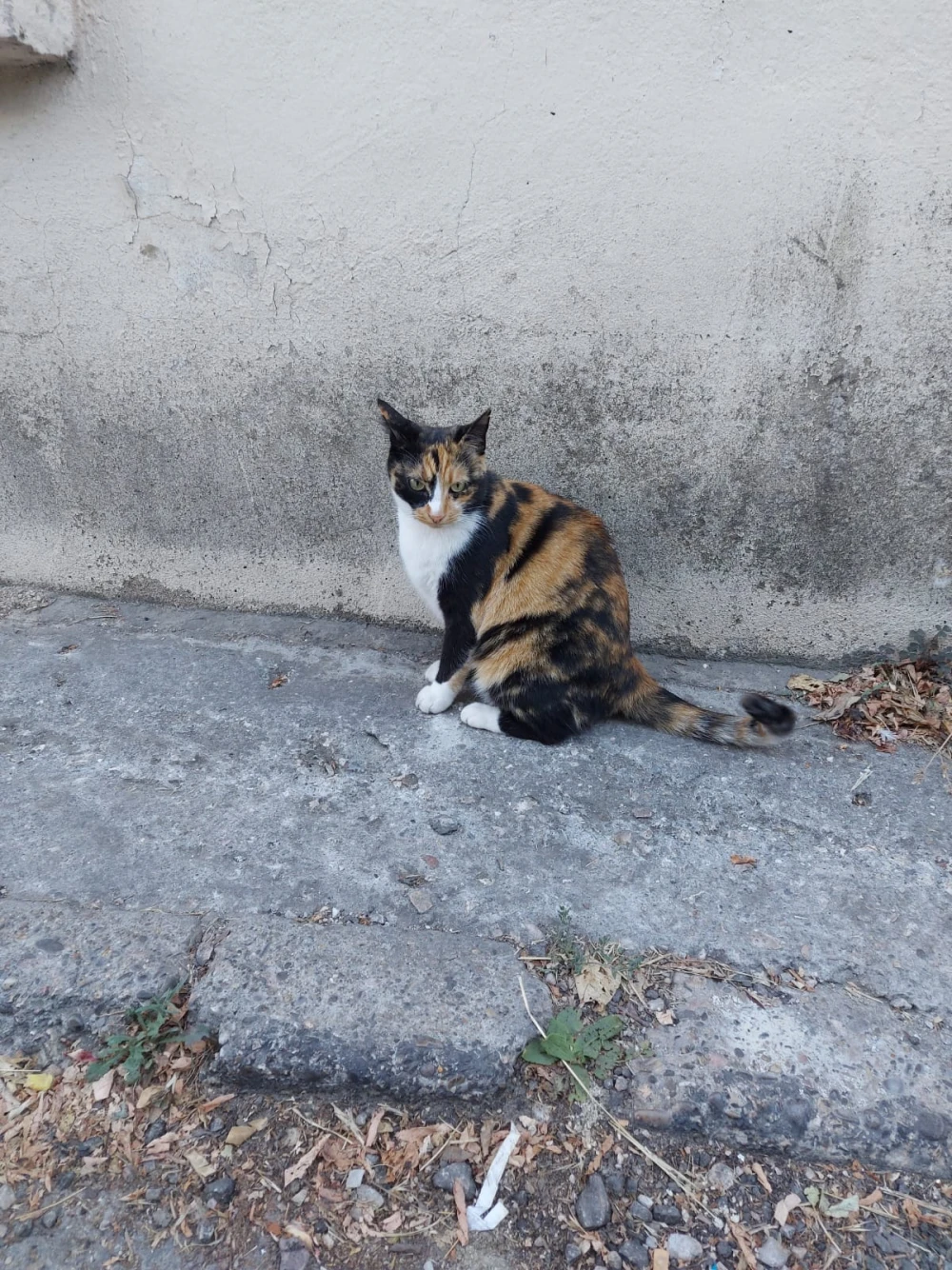 cat