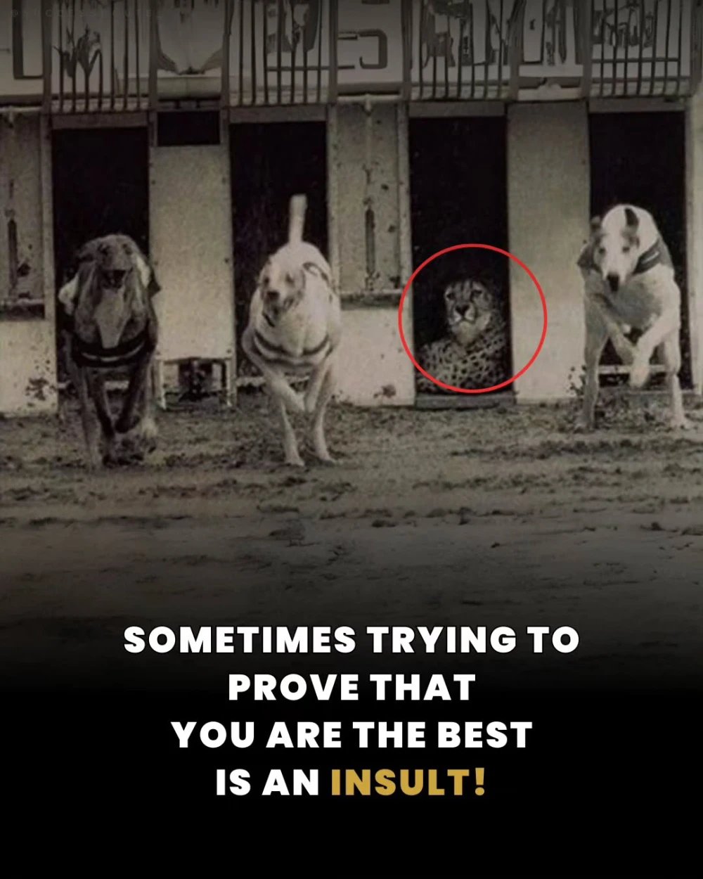 Dogs