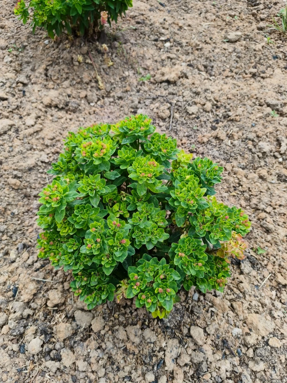 elochka