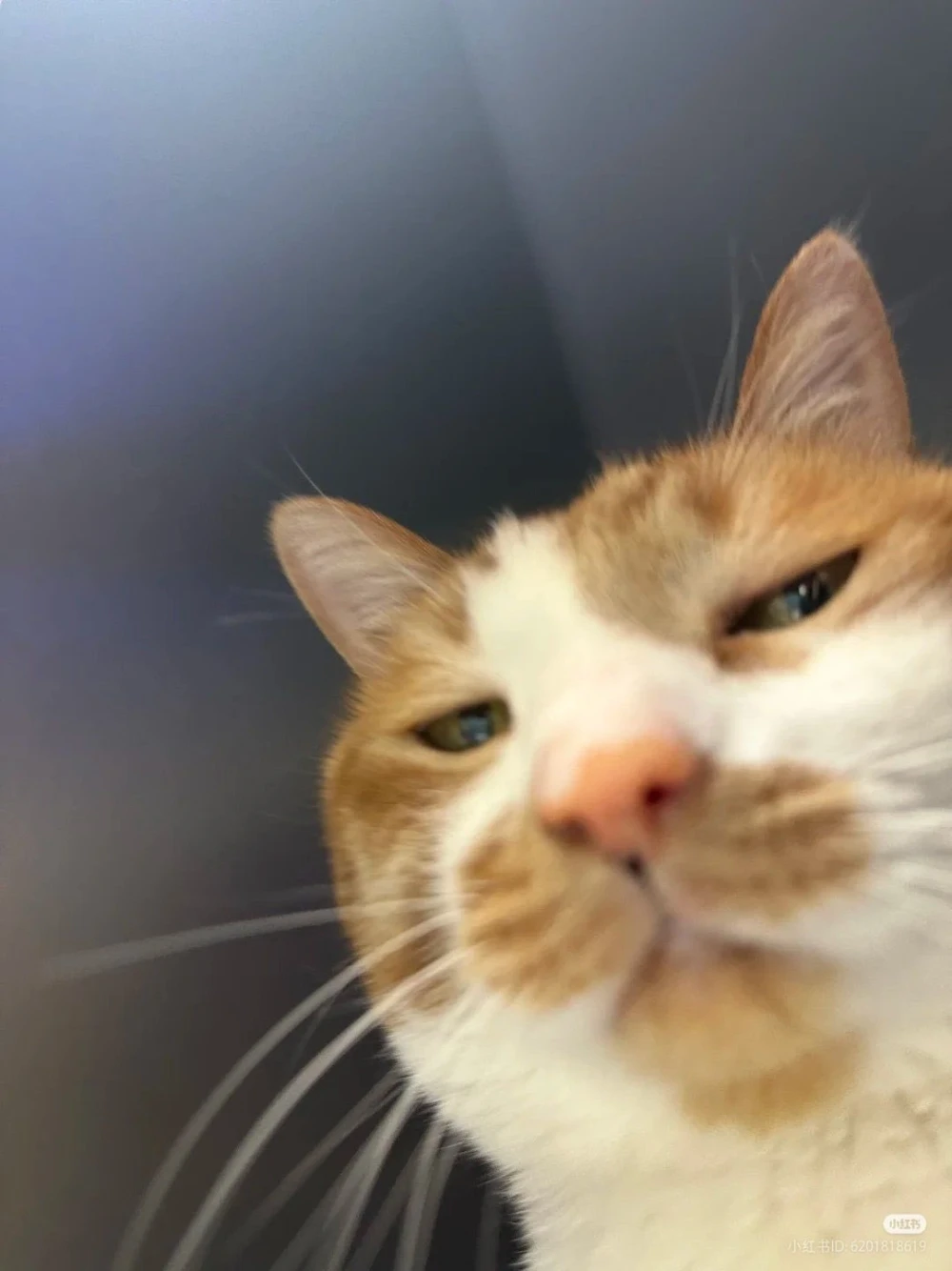 GM CAT