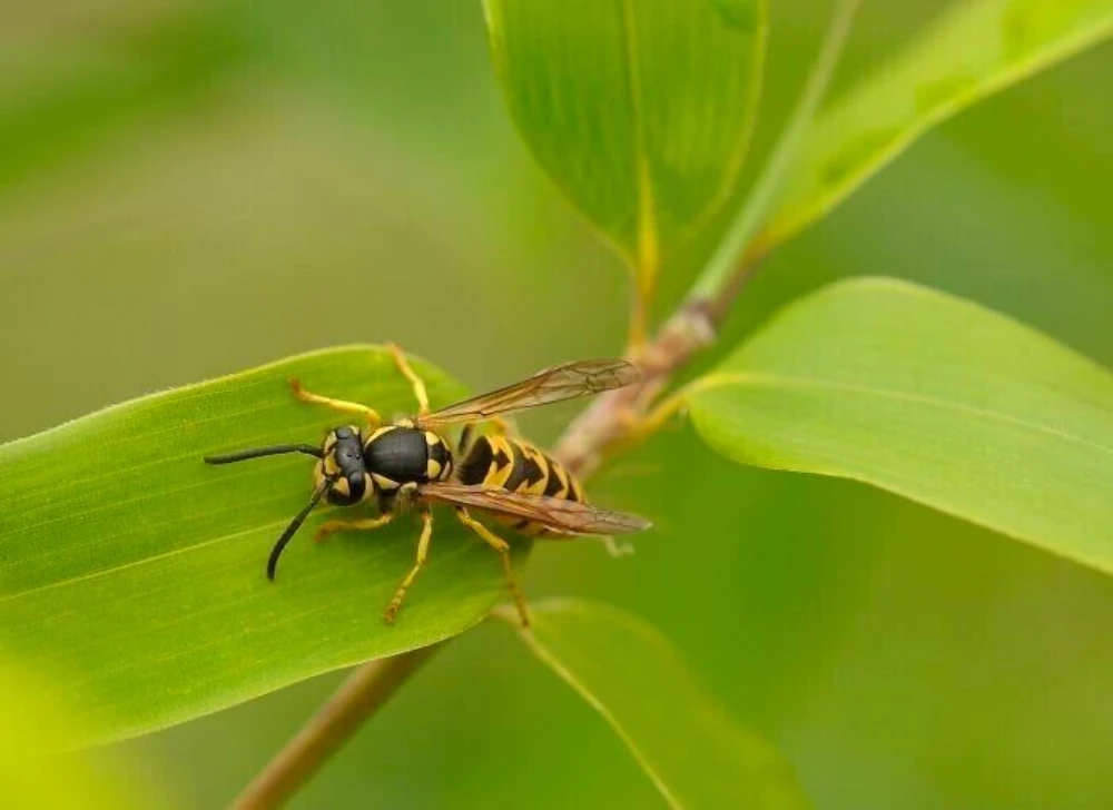 Serotonin is a wasp poison.