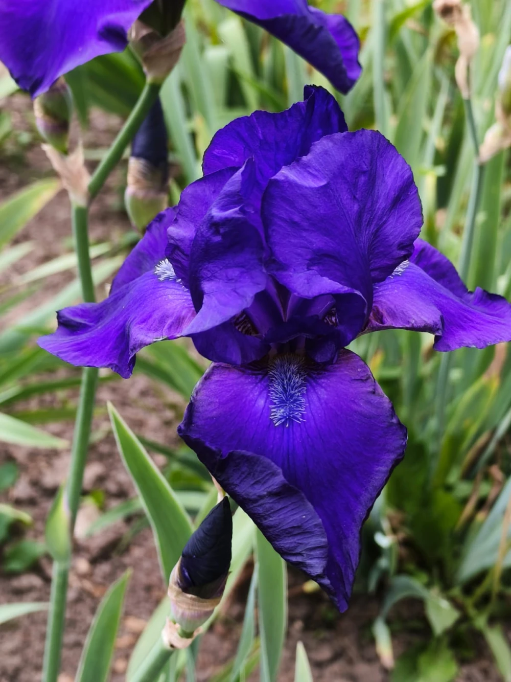 flowerss