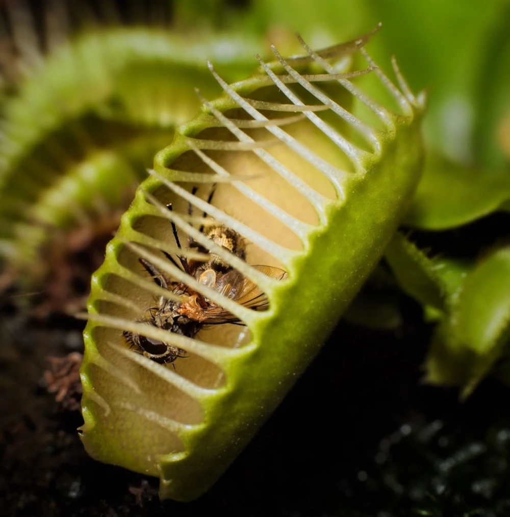Venus flytrap