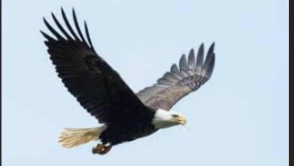 eagle flying