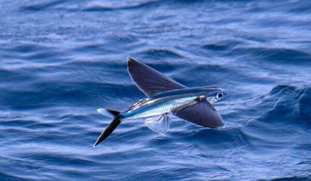 Flying fish