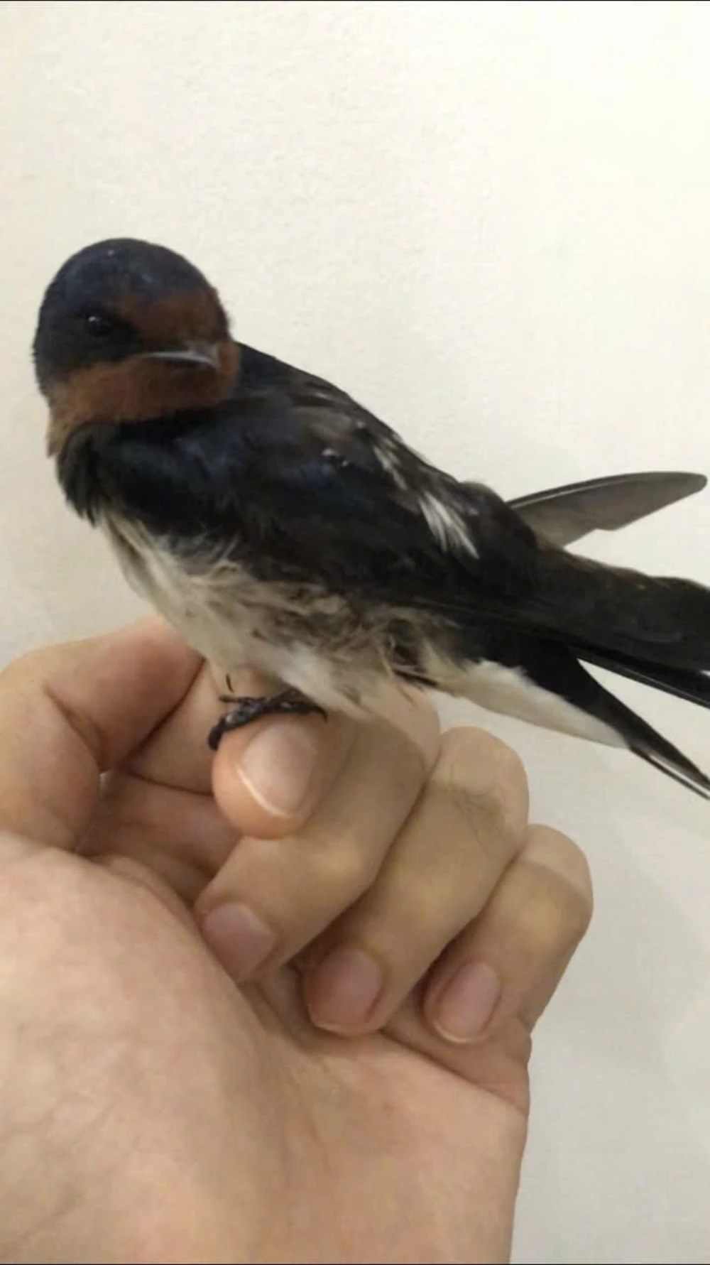 Bird
