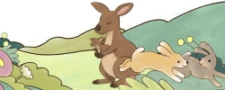 kangoroo