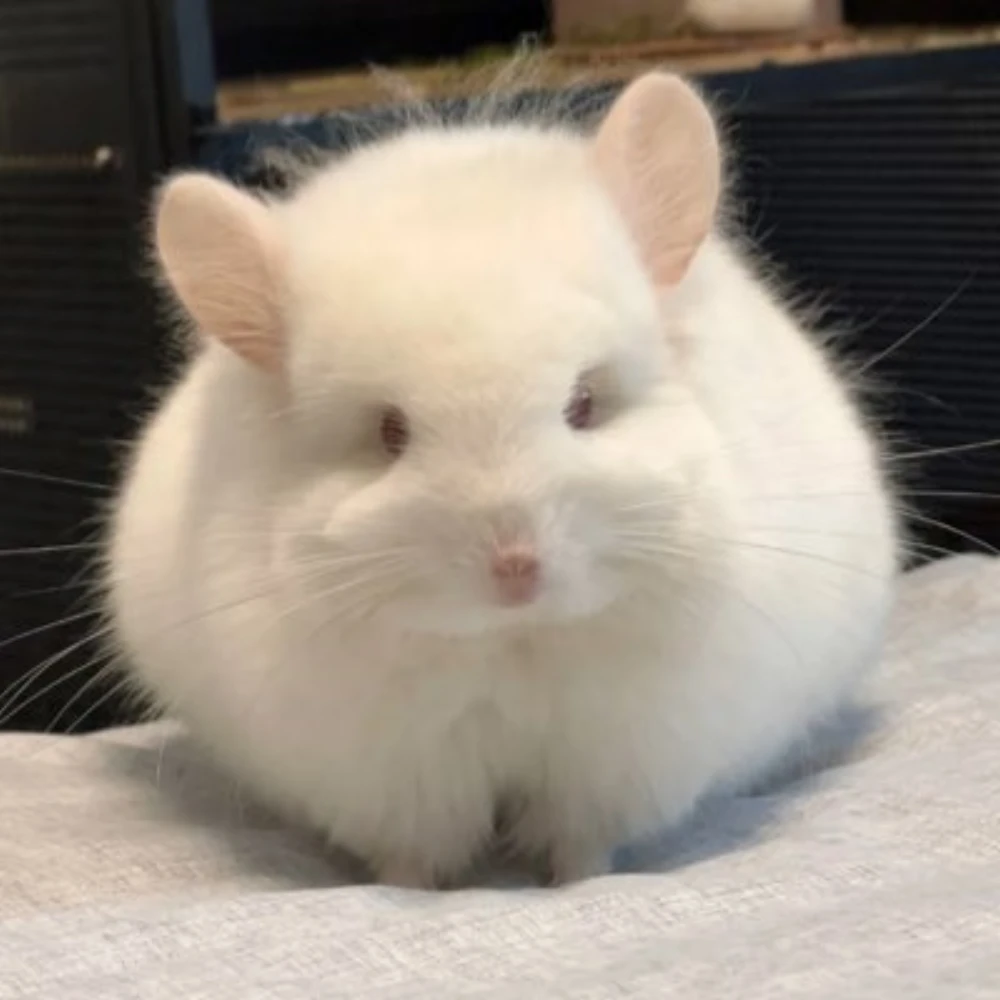 Emotionless chubby