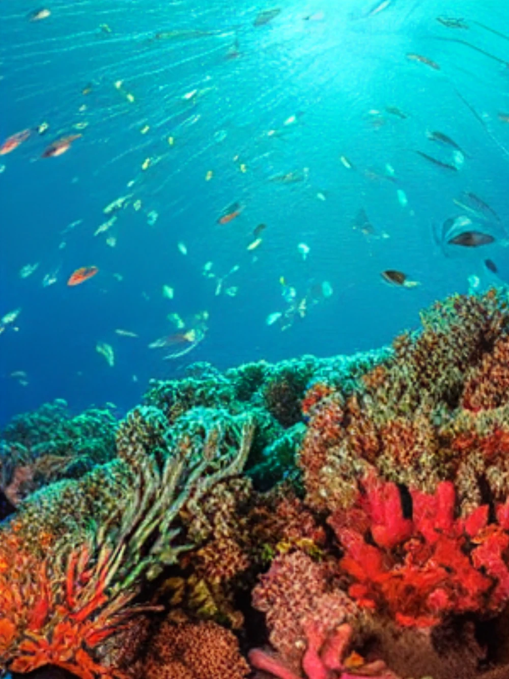 coralReef