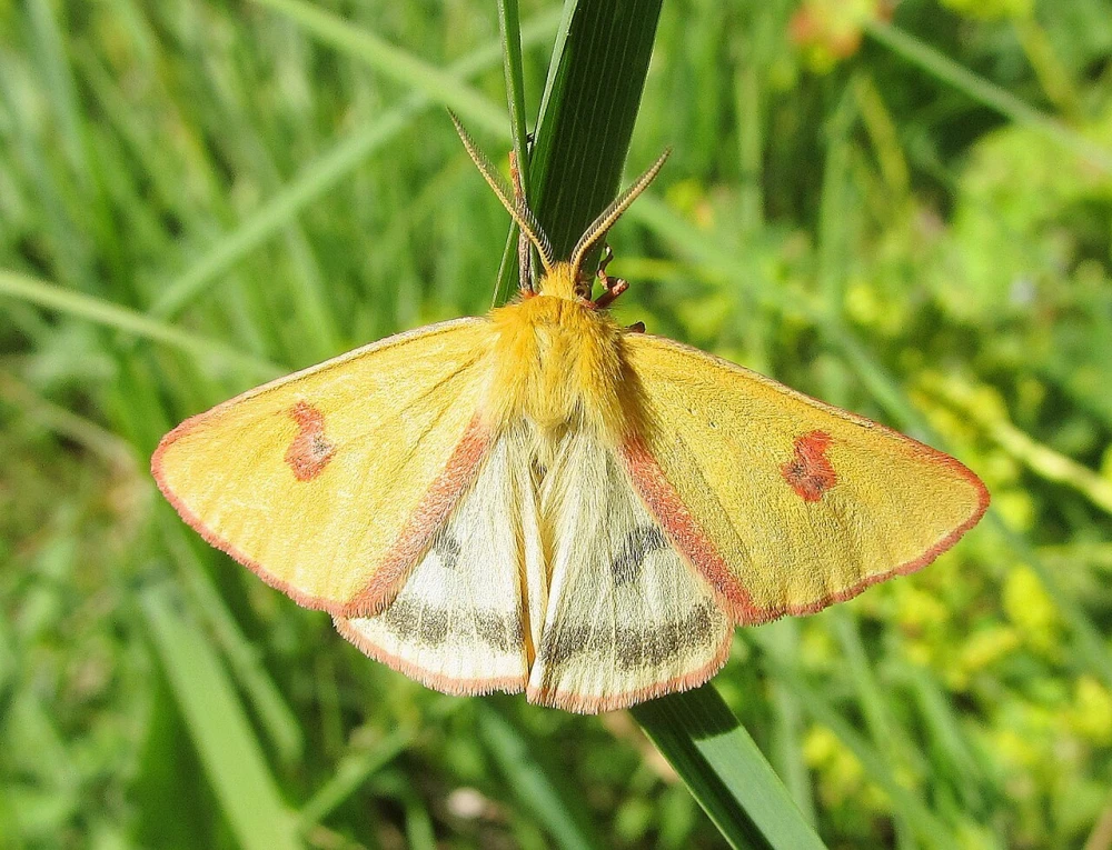 Meadow Dipper butterfly