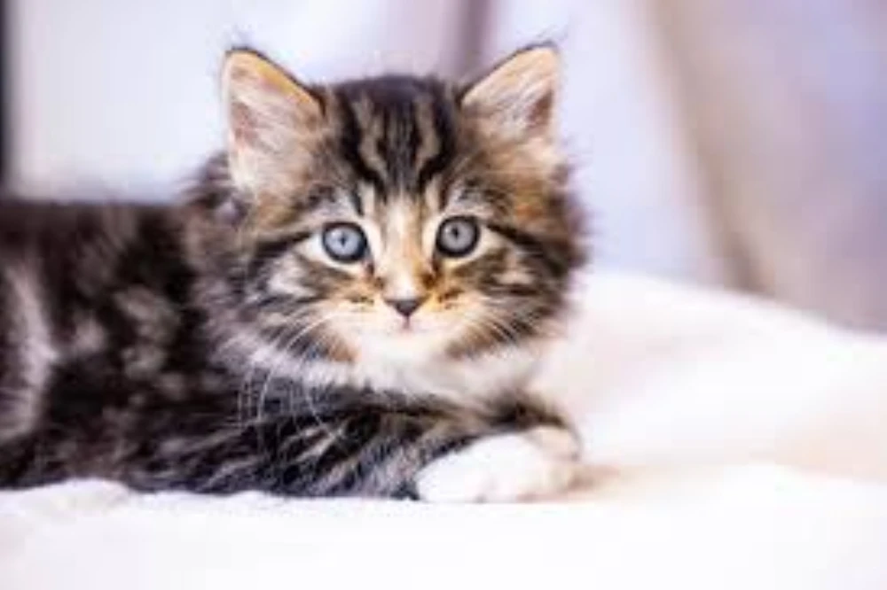 Cute Cat