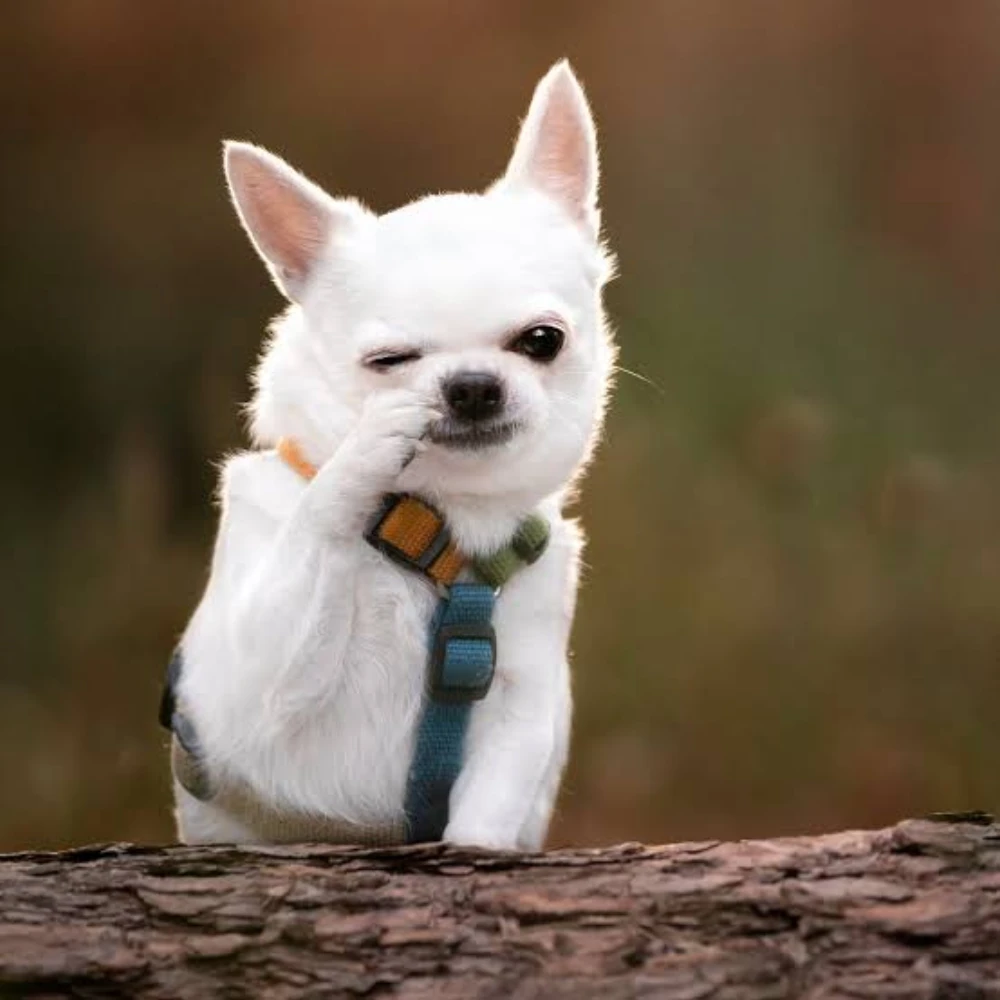 dog white