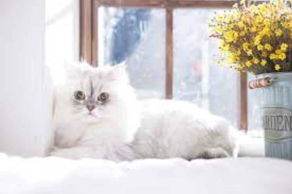 CATTTGigant