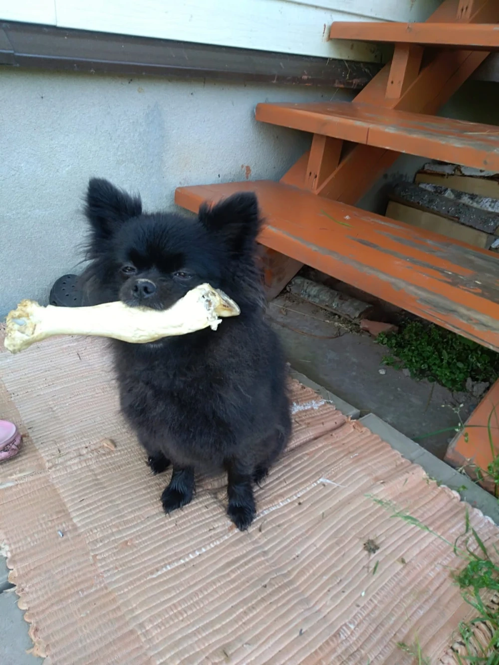 dog7