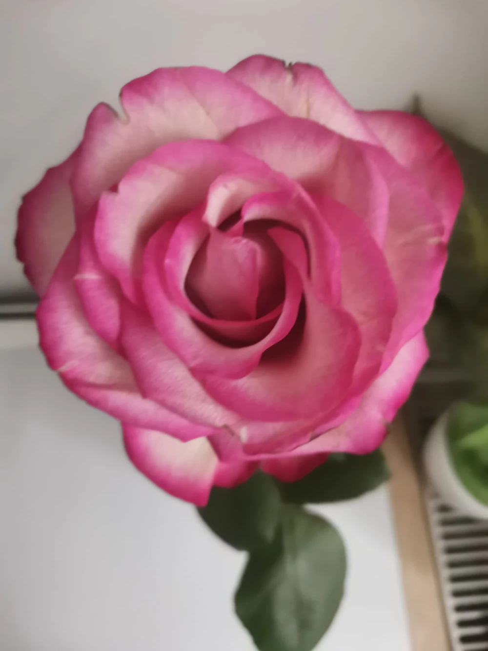 rose65