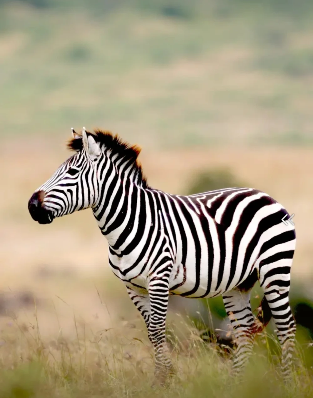 zebra