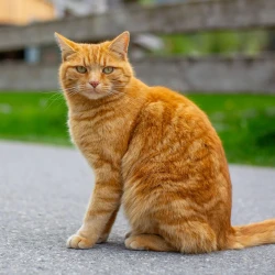 Orangge cat