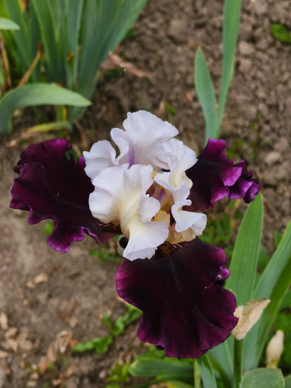 iris28