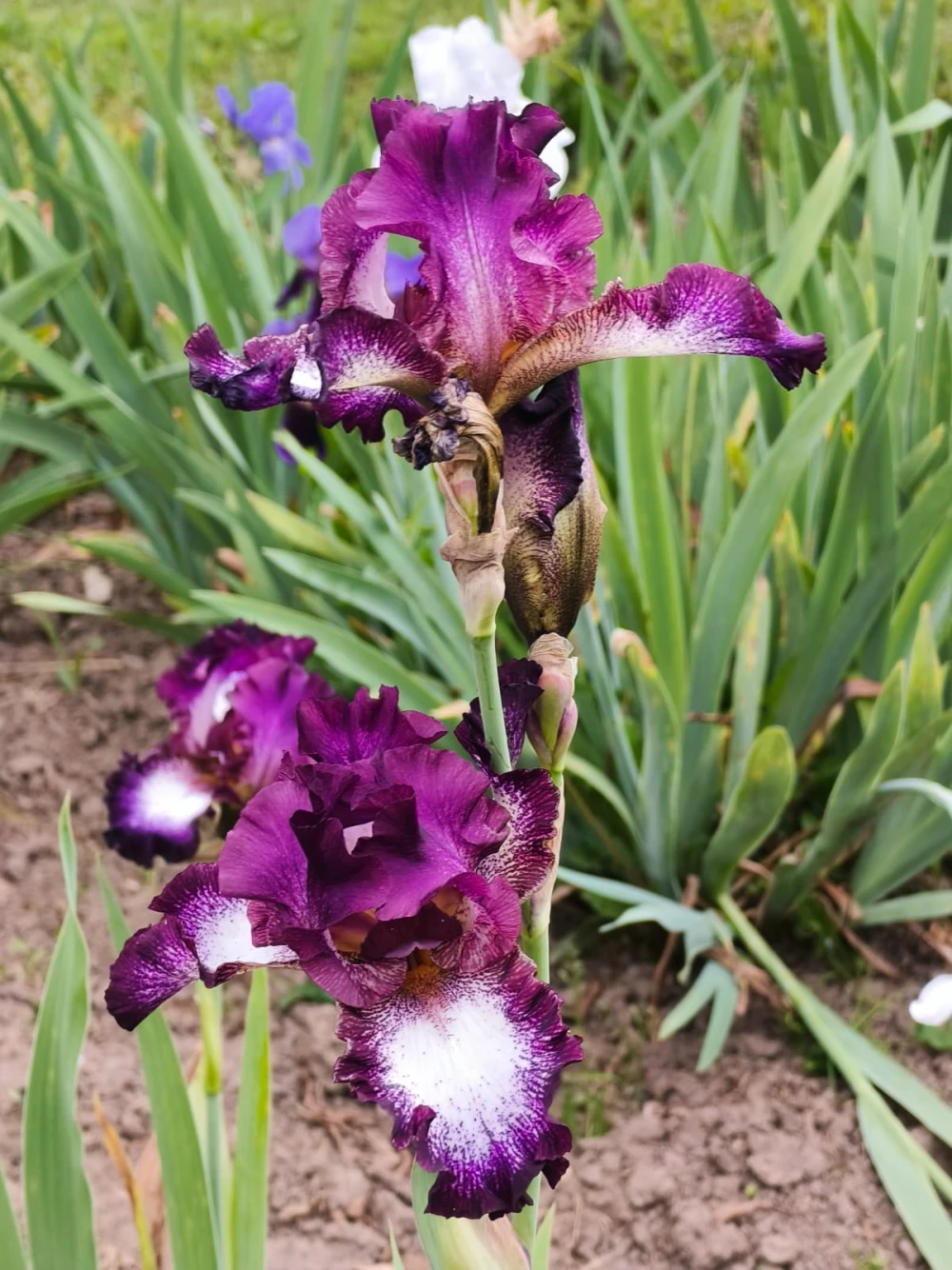 iris29
