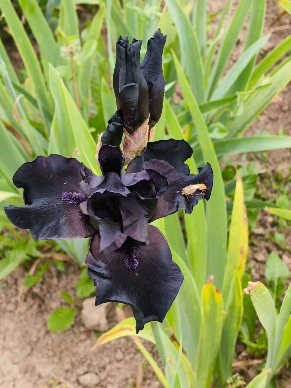 iris30