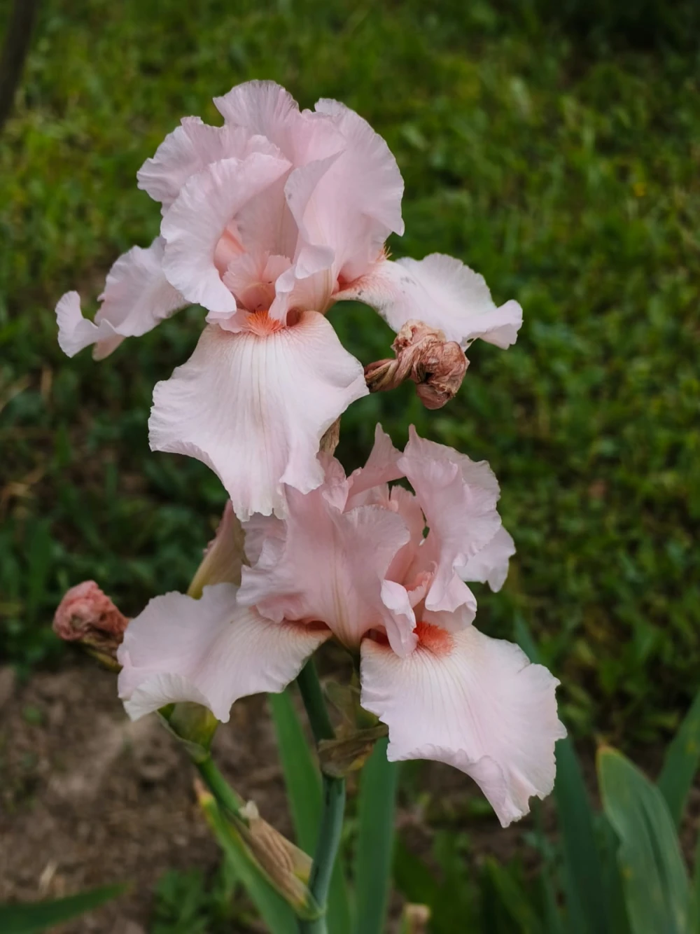 iris33
