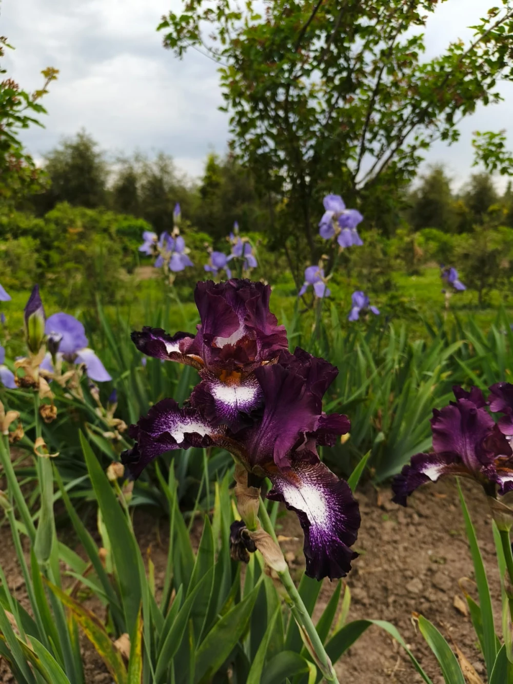 iris34