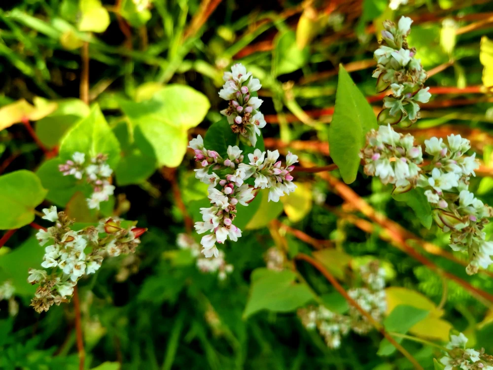 flowers66