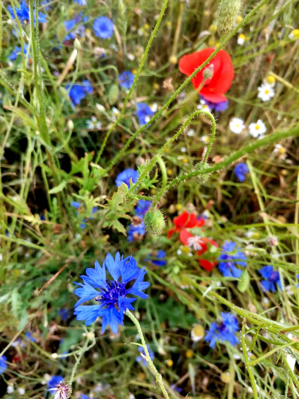 flowers67