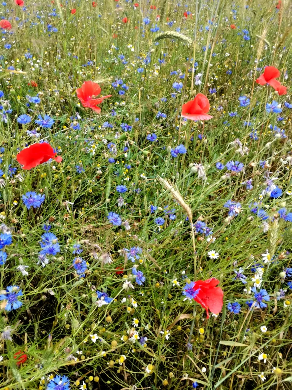 flowers68