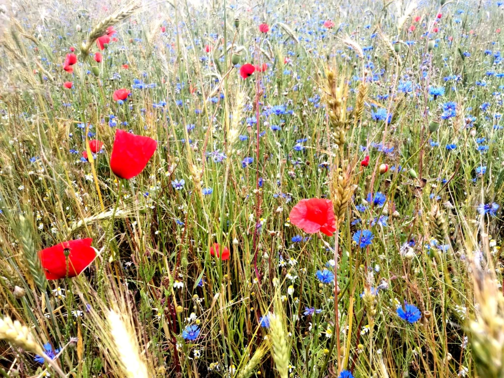 flowers69