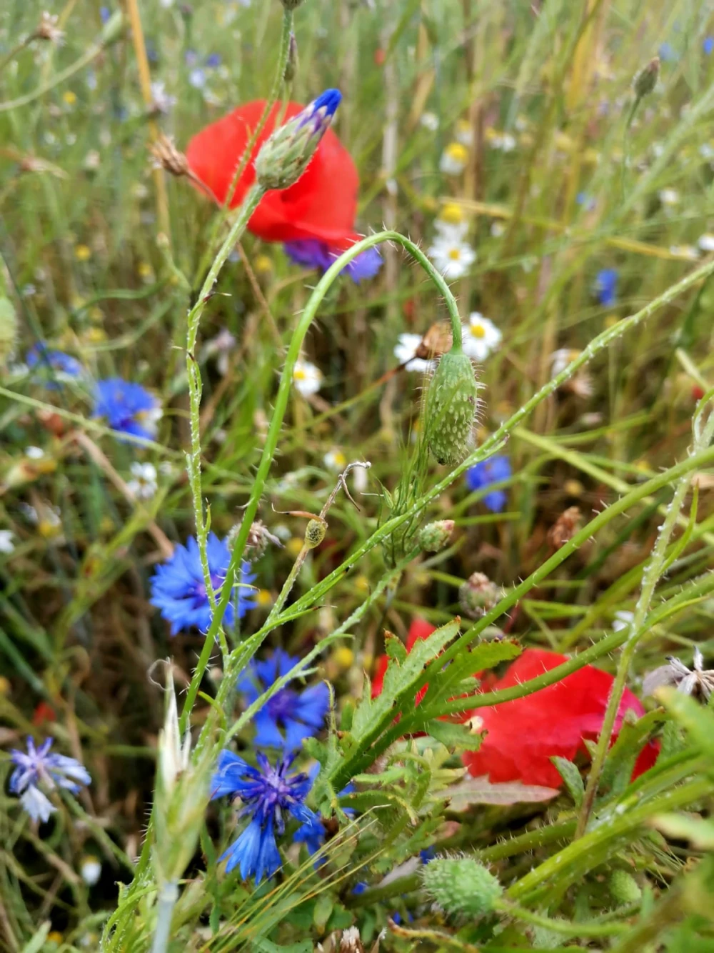 flowers70