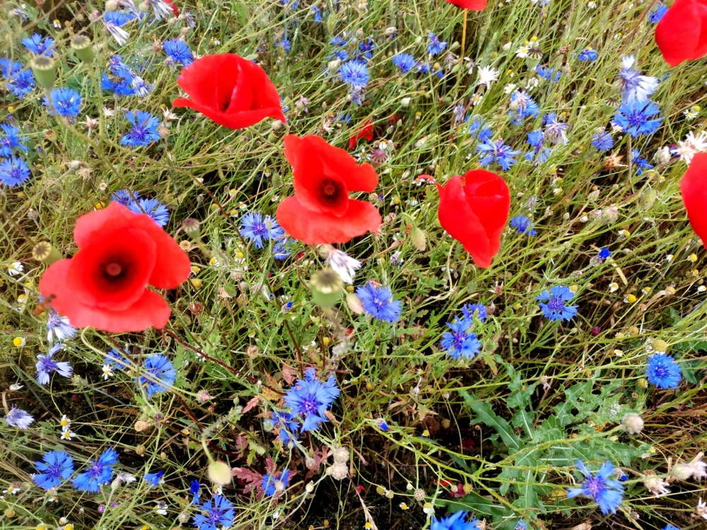 flowers71